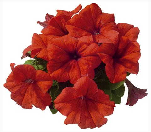 Foto de variedad de flores para ser usadas como: Maceta o Tarrina de colgar Petunia grandiflora F1 Special Red