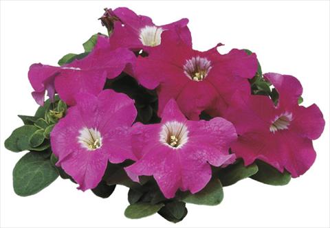 Foto de variedad de flores para ser usadas como: Maceta o Tarrina de colgar Petunia grandiflora F1 Special Rose
