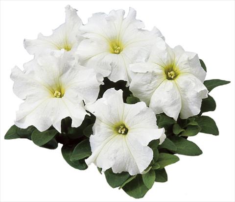 Foto de variedad de flores para ser usadas como: Maceta o Tarrina de colgar Petunia grandiflora F1 Special White