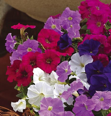 Foto de variedad de flores para ser usadas como: Maceta, patio, Tarrina de colgar Petunia milliflora Picobella F1 Mix