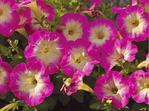 Foto de variedad de flores para ser usadas como: Maceta, patio, Tarrina de colgar Petunia milliflora Picobella F1 Rose Morn