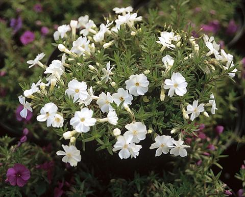 Foto de variedad de flores para ser usadas como: Maceta y planta de temporada Phlox douglasii White Admiral