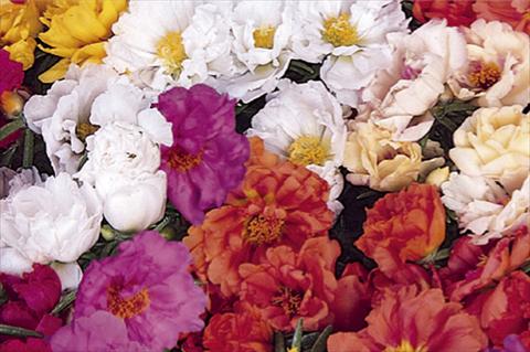 Foto de variedad de flores para ser usadas como: Maceta y planta de temporada Portulaca Portacino F1 Mix