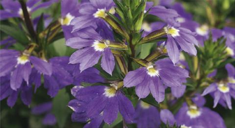 Foto de variedad de flores para ser usadas como: Maceta, patio, Tarrina de colgar Scaevola aemula Whirlwind® Blue