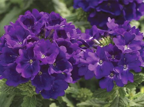 Foto de variedad de flores para ser usadas como: Maceta, patio, Tarrina de colgar Verbena hybrida Tuscany™ Blue