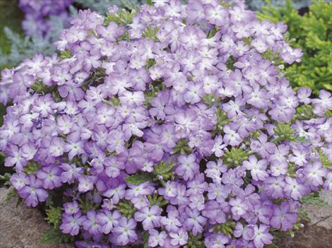 Foto de variedad de flores para ser usadas como: Maceta, patio, Tarrina de colgar Verbena hybrida Tuscany™ Lavender Picotee