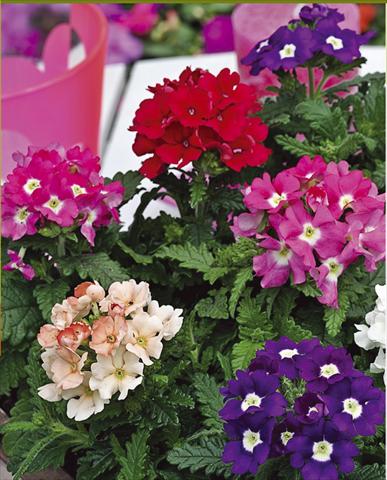 Foto de variedad de flores para ser usadas como: Maceta, patio, Tarrina de colgar Verbena hybrida Tuscany™ Mixture