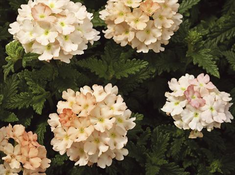 Foto de variedad de flores para ser usadas como: Maceta, patio, Tarrina de colgar Verbena hybrida Tuscany™ Peach