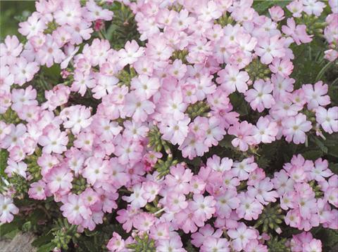 Foto de variedad de flores para ser usadas como: Maceta, patio, Tarrina de colgar Verbena hybrida Tuscany™ Pink Picotee