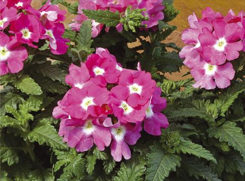 Foto de variedad de flores para ser usadas como: Maceta, patio, Tarrina de colgar Verbena hybrida Tuscany™ Rose with Eye