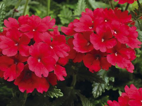 Foto de variedad de flores para ser usadas como: Maceta, patio, Tarrina de colgar Verbena hybrida Tuscany™ Scarlet
