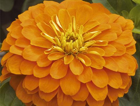 Foto de variedad de flores para ser usadas como: Maceta y planta de temporada Zinnia elegans Mondo F1 Orange