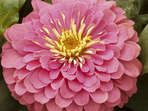 Foto de variedad de flores para ser usadas como: Maceta y planta de temporada Zinnia elegans Mondo F1 Pink Improved