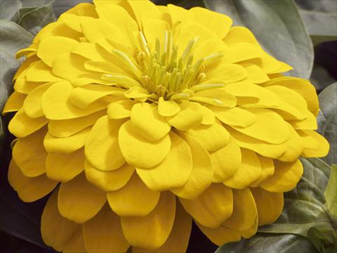 Foto de variedad de flores para ser usadas como: Maceta y planta de temporada Zinnia elegans Mondo F1 Yellow Improved