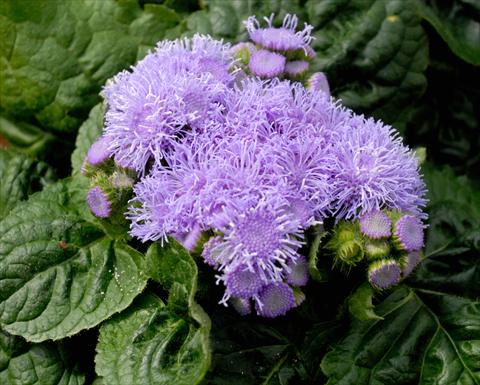 Foto de variedad de flores para ser usadas como: Maceta y planta de temporada Ageratum houstonianum Azzurro