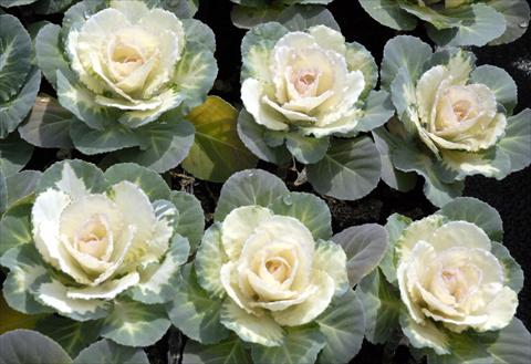 Foto de variedad de flores para ser usadas como: Maceta y planta de temporada Brassica oleracea Liscia Bianco
