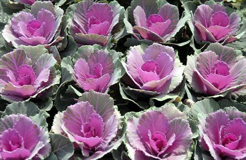 Foto de variedad de flores para ser usadas como: Maceta y planta de temporada Brassica oleracea Liscia Rosa