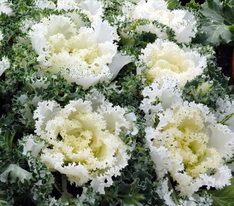 Foto de variedad de flores para ser usadas como: Maceta y planta de temporada Brassica oleracea Riccia Bianco