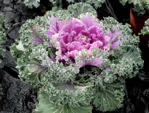 Foto de variedad de flores para ser usadas como: Maceta y planta de temporada Brassica oleracea Riccia Rosa