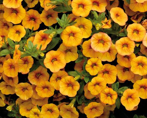 Foto de variedad de flores para ser usadas como: Maceta, patio, Tarrina de colgar Calibrachoa Sweet Bells® Arancio