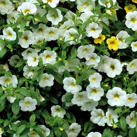 Foto de variedad de flores para ser usadas como: Maceta, patio, Tarrina de colgar Calibrachoa Sweet Bells® Bianco