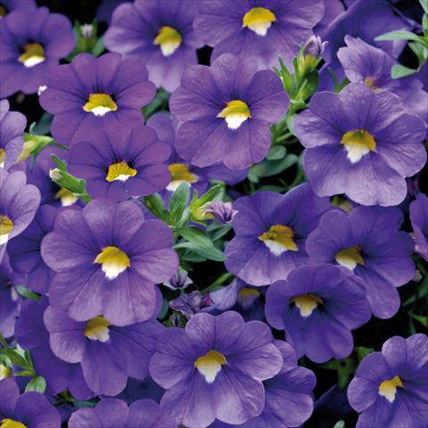 Foto de variedad de flores para ser usadas como: Maceta, patio, Tarrina de colgar Calibrachoa Sweet Bells® Blu