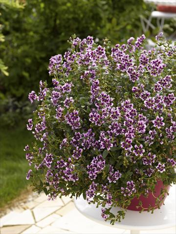 Foto de variedad de flores para ser usadas como: Maceta, patio, Tarrina de colgar Cuphea ilavea Vienco Lavender