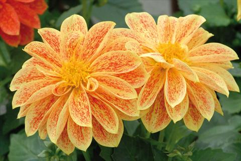 Foto de variedad de flores para ser usadas como: Maceta y planta de temporada Dahlia Royal® Dahlietta Giallo Splash
