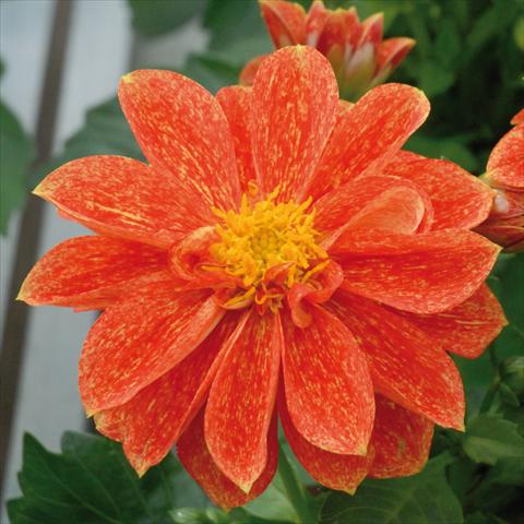 Foto de variedad de flores para ser usadas como: Maceta y planta de temporada Dahlia Royal® Dahlietta Rosso Splash