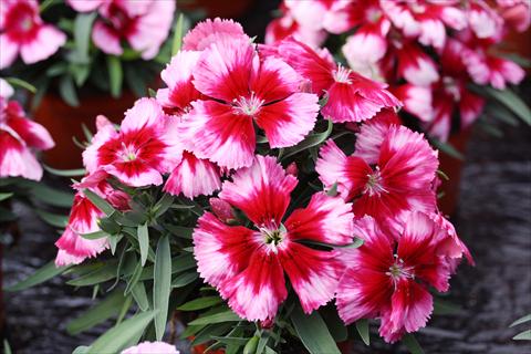 Foto de variedad de flores para ser usadas como: Maceta y planta de temporada Dianthus chinensis Parfait Crimson Eye