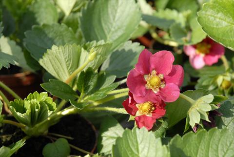 Foto de variedad de flores para ser usadas como: Maceta y planta de temporada Fragaria Fragola rifiorente a fiore rosso