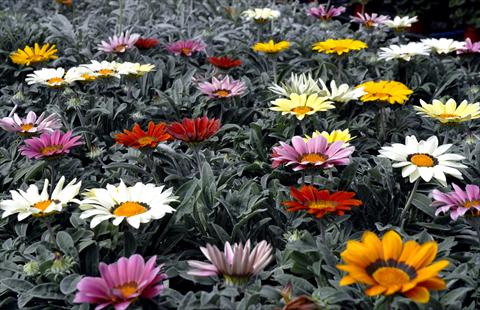 Foto de variedad de flores para ser usadas como: Maceta y planta de temporada Gazania splendens Mix
