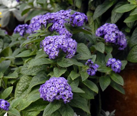 Foto de variedad de flores para ser usadas como: Maceta y planta de temporada Heliotropium arborescens Blu