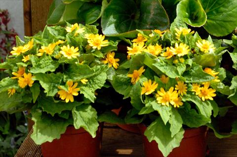 Foto de variedad de flores para ser usadas como: Maceta y planta de temporada Melampodium Giallo
