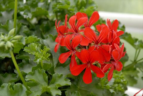 Foto de variedad de flores para ser usadas como: Maceta, patio, Tarrina de colgar Pelargonium peltatum Grand Idols® Red