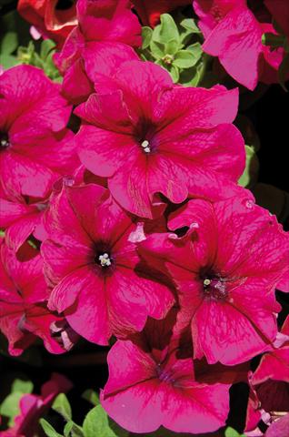 Foto de variedad de flores para ser usadas como: Maceta, patio, Tarrina de colgar Petunia x hybrida Limbo Burgundy