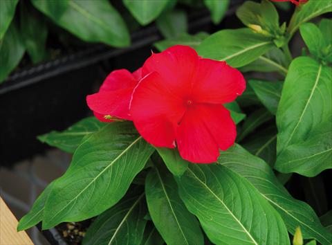 Foto de variedad de flores para ser usadas como: Maceta, patio, Tarrina de colgar Catharanthus roseus - Vinca Titan F1 Dark Red