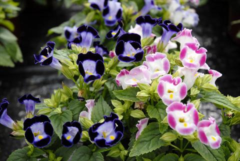 Foto de variedad de flores para ser usadas como: Maceta, patio, Tarrina de colgar Torenia Mix