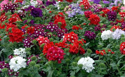 Foto de variedad de flores para ser usadas como: Maceta, patio, Tarrina de colgar Verbena hybrida Mix