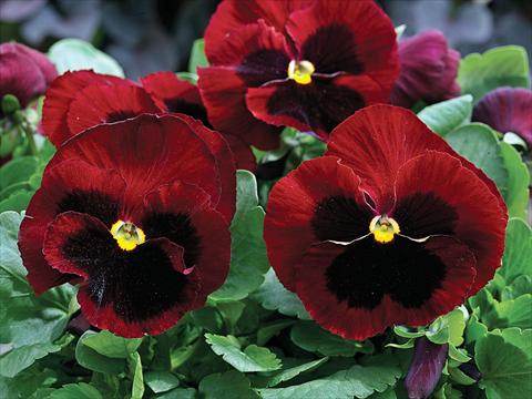 Foto de variedad de flores para ser usadas como: Maceta y planta de temporada Viola wittrockiana Mammoth Big Red