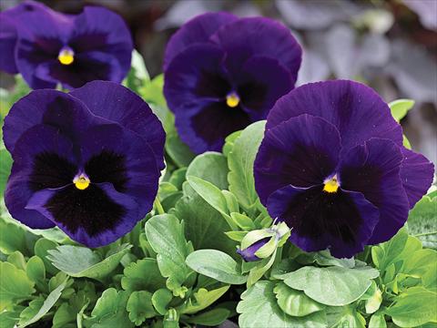 Foto de variedad de flores para ser usadas como: Maceta y planta de temporada Viola wittrockiana Mammoth Deep Blue Dazzle
