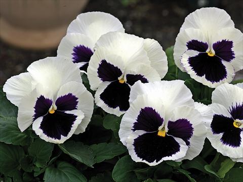 Foto de variedad de flores para ser usadas como: Maceta y planta de temporada Viola wittrockiana Mammoth Glamarama White