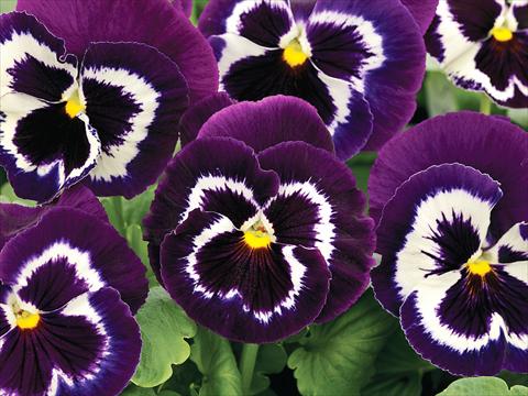 Foto de variedad de flores para ser usadas como: Maceta y planta de temporada Viola wittrockiana Mammoth Viva La Violet