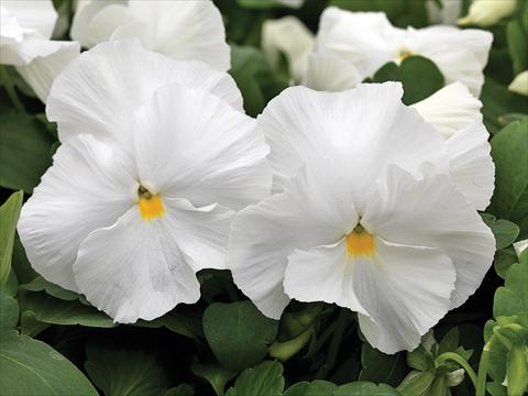 Foto de variedad de flores para ser usadas como: Maceta y planta de temporada Viola wittrockiana Mammoth White Hot