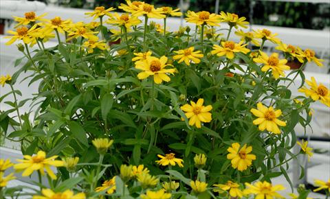 Foto de variedad de flores para ser usadas como: Maceta y planta de temporada Zinnia interspecifica Profusion Giallo