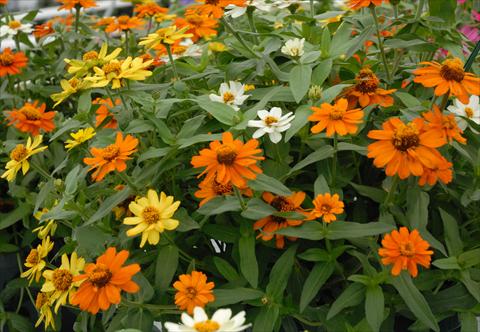 Foto de variedad de flores para ser usadas como: Maceta y planta de temporada Zinnia interspecifica Profusion Mix