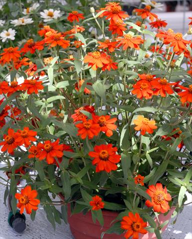 Foto de variedad de flores para ser usadas como: Maceta y planta de temporada Zinnia interspecifica Profusion Rosso