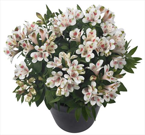Foto de variedad de flores para ser usadas como: Maceta y planta de temporada Alstroemeria Inticancha® Creamy Dark Pink