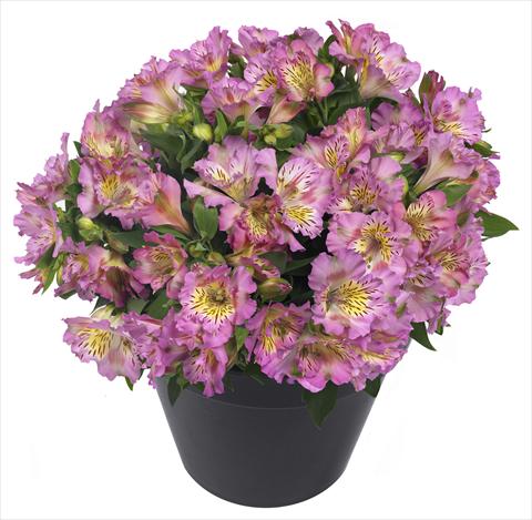 Foto de variedad de flores para ser usadas como: Maceta y planta de temporada Alstroemeria Inticancha® Sunday