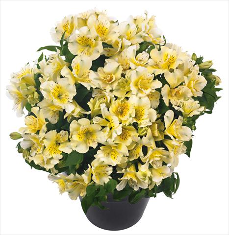 Foto de variedad de flores para ser usadas como: Maceta y planta de temporada Alstroemeria Inticancha® Sunlight